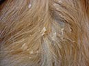 Nieuws en Informatie over Diergeneeskundige Dermatologie