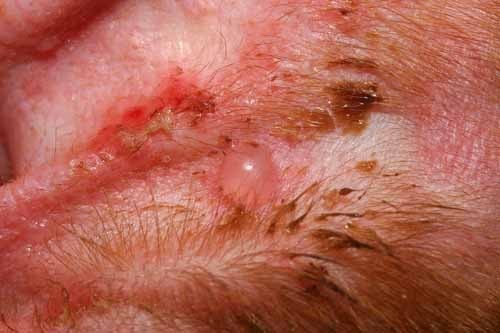 Dermatologie vétérinaire