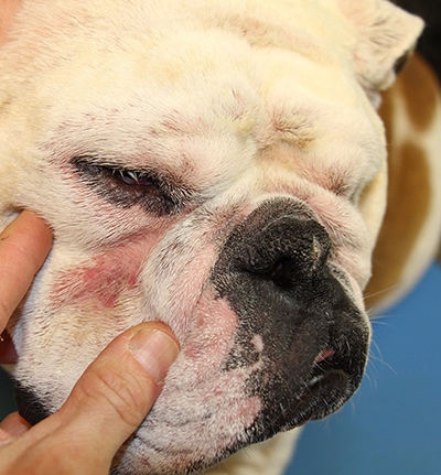 Nieuws en Informatie over Diergeneeskundige Dermatologie