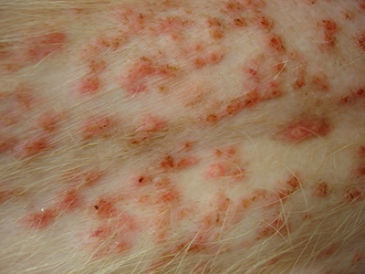 Nieuws en Informatie over Diergeneeskundige Dermatologie