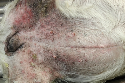 Actualidades e Información en Dermatología Veterinaria Actualidades e Información en Dermatología Veterinaria