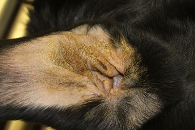 Hoe de vacht van je hond of kat goed te onderhouden?